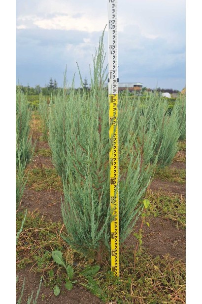 Ялівець колоноподібний Блю Ерроу